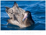 Short-tailed Albatross